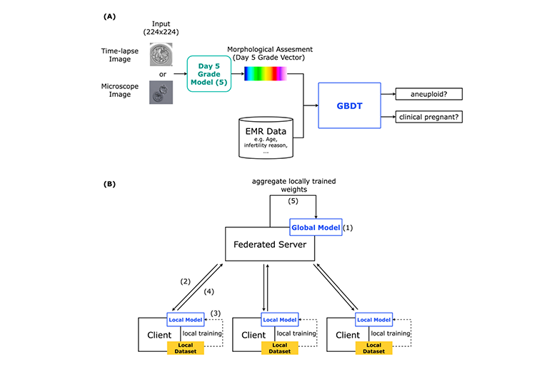 Leveraging federated learning for boosting data privacy and performance in IVF embryo selection 