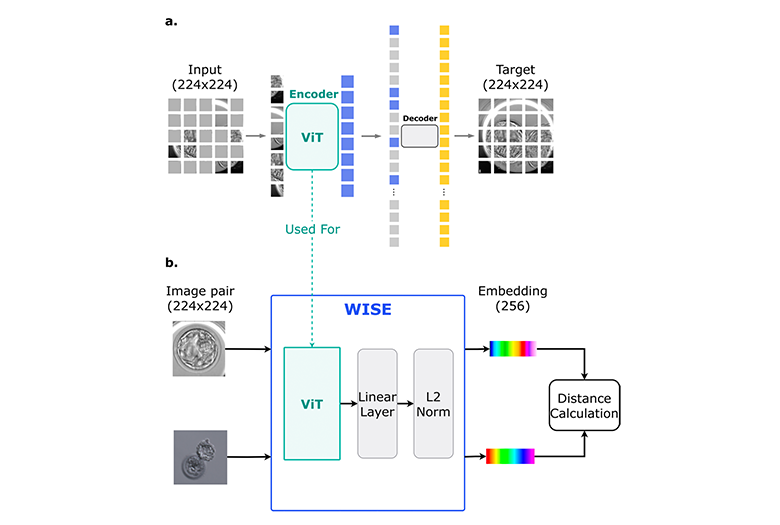 WISE: whole‐scenario embryo identification using self‐supervised learning encoder in IVF 